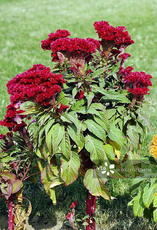 鸡冠花图片素材