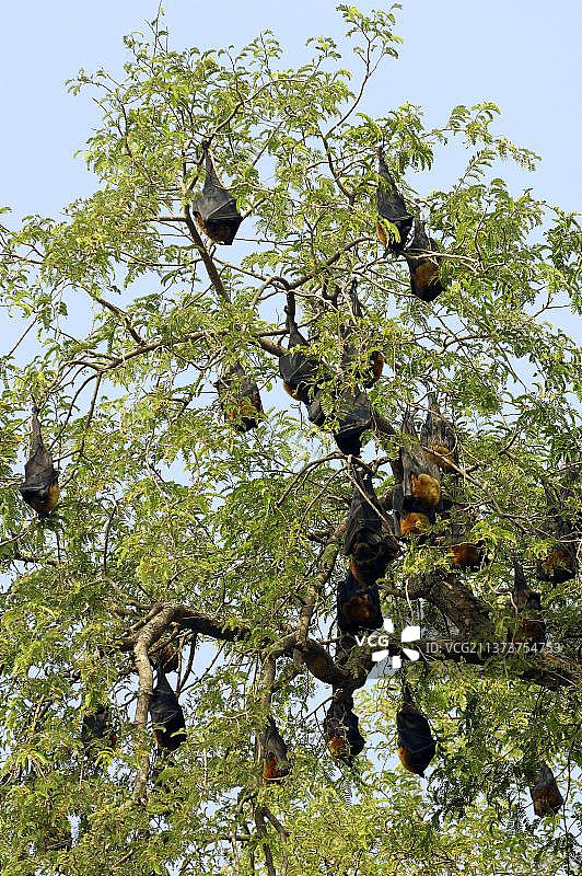 印度狐蝠（翼手龙属巨型种），印度拉贾斯坦邦，亚洲图片素材