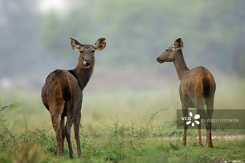 雌性水鹿，来自印度和亚洲图片素材