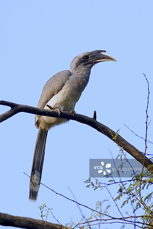 印度灰犀鸟（Ocyceros birostris），克奥拉德奥加纳国家公园，拉贾斯坦邦，印度图片素材