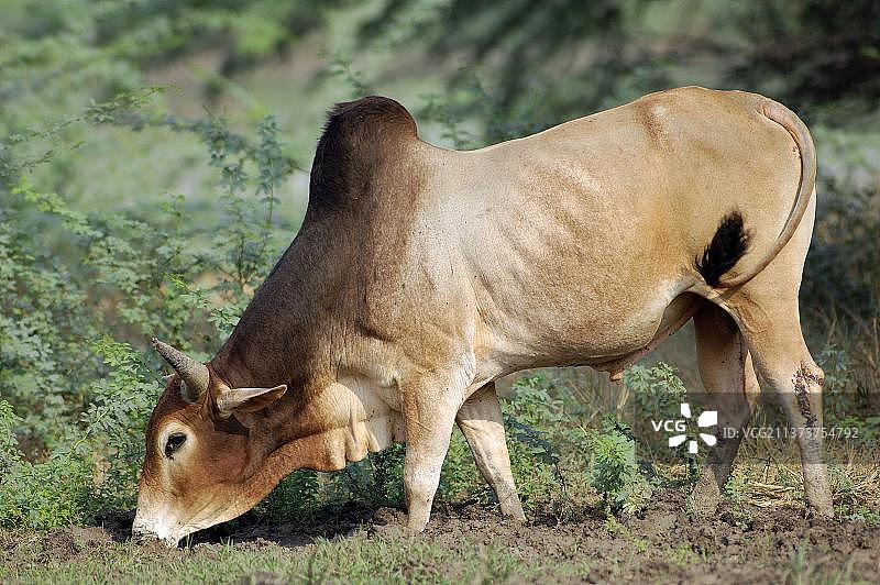 印度拉贾斯坦邦的瘤牛图片素材