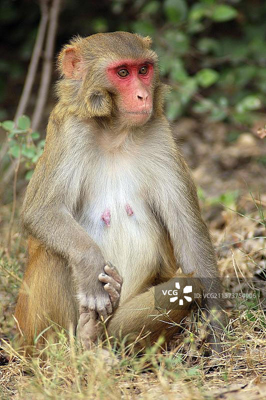 恒河猴，雌性，凯奥拉德奥加纳国家公园，拉贾斯坦邦，印度，亚洲图片素材