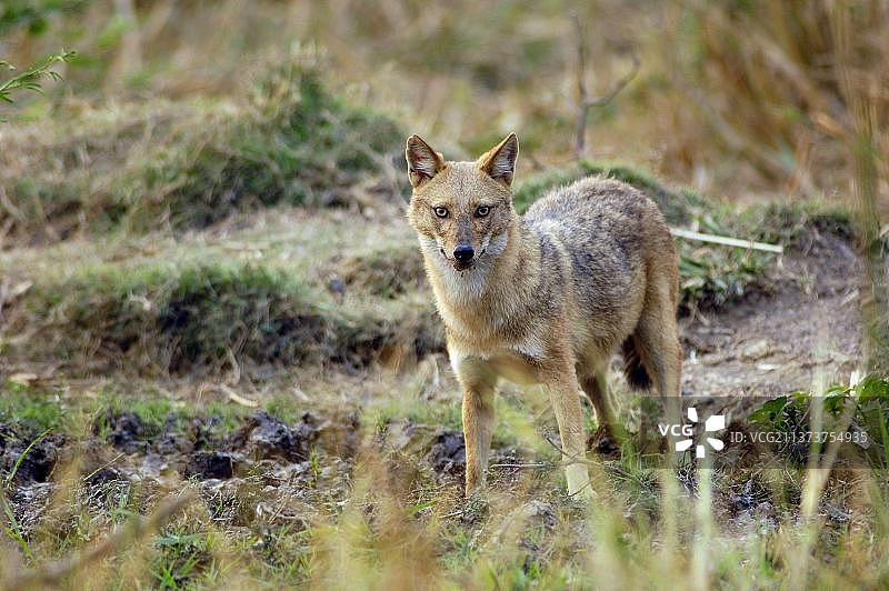 金色豺（亚洲，印度，加纳）图片素材