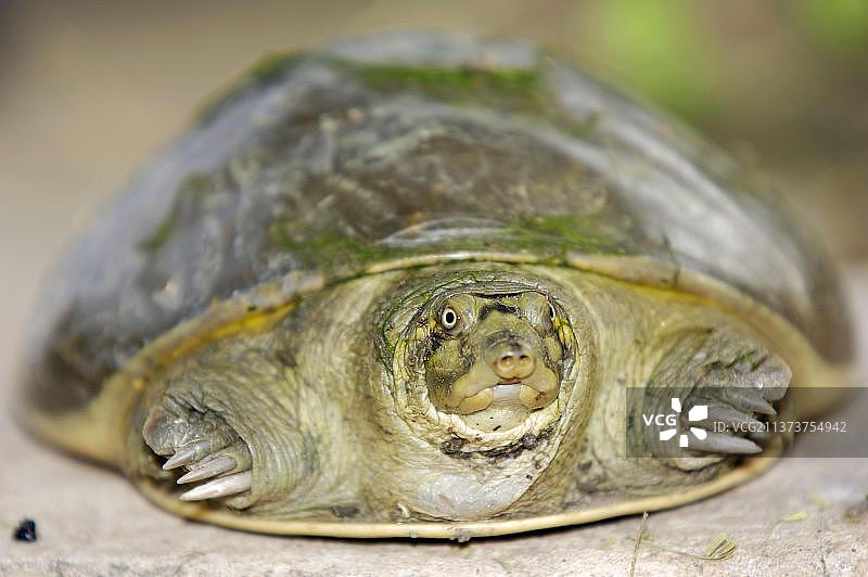 印度瓣 мягкая черепаха（幼年），Keolade（Lissemys punctata），加纳，印度，亚洲图片素材