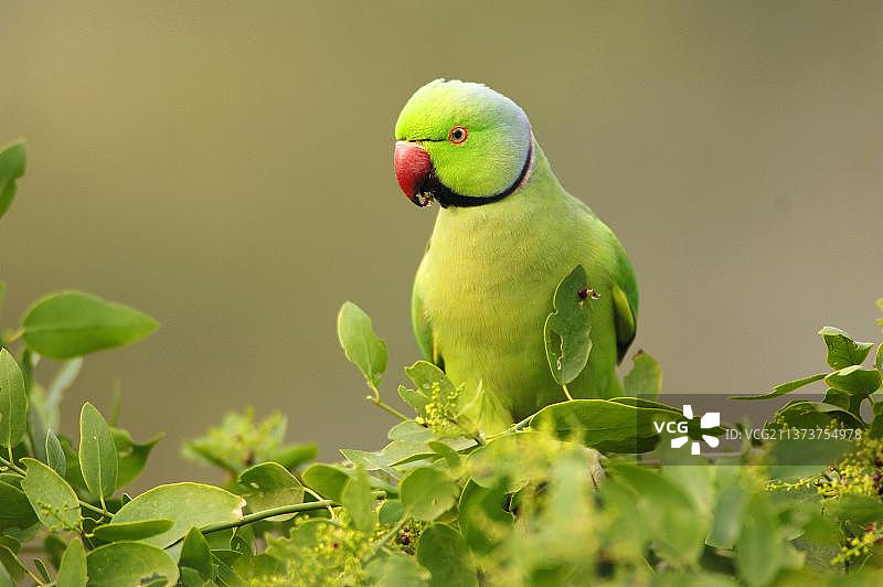 印度拉贾斯坦邦Keoladeo Ghana国家公园的Ring-necked Parakeet雄鸟图片素材