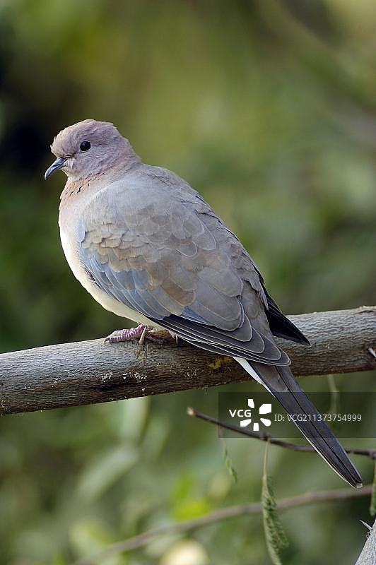 在印度拉贾斯坦邦凯奥拉德奥加纳国家公园欢笑的斑姬鸠图片素材