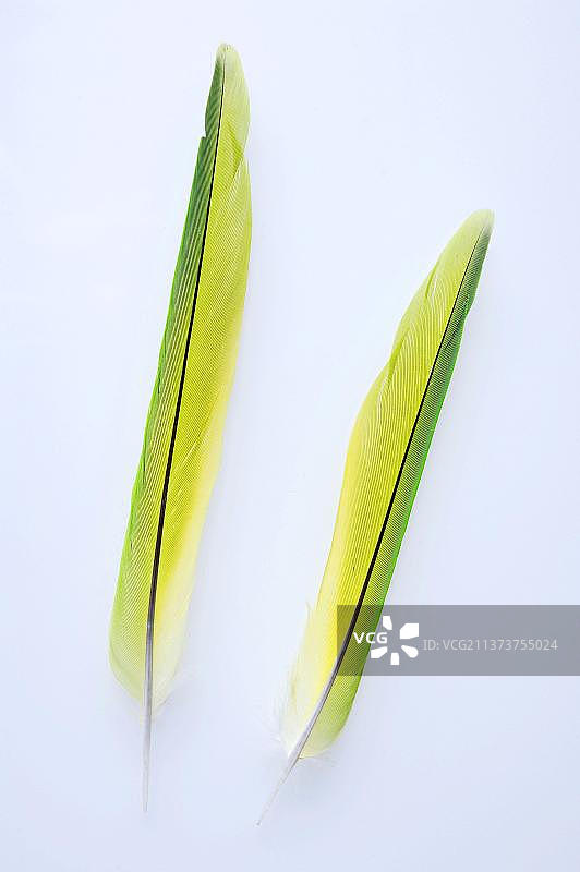 环颈鹦鹉的羽毛图片素材