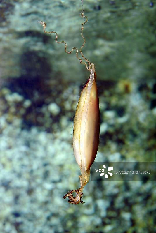 小斑猫鲨的卵图片素材