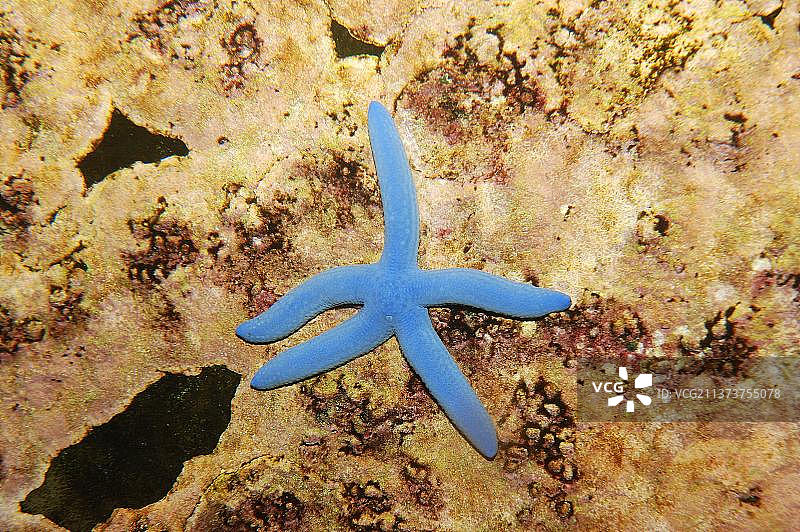 蓝色海星图片素材