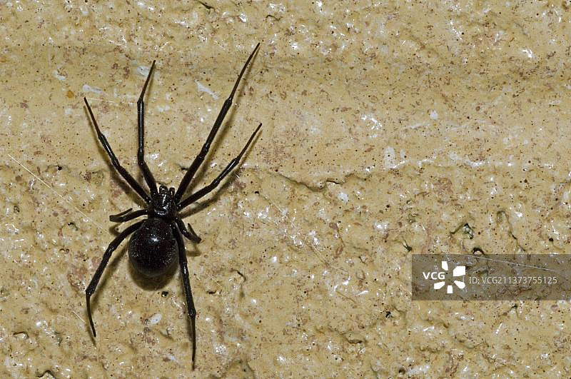 西部黑寡妇蜘蛛图片素材