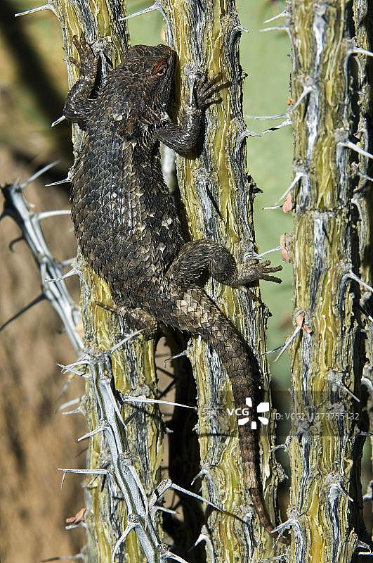 沙漠刺蜥图片素材
