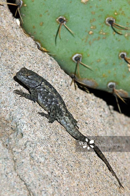 沙漠刺蜥图片素材