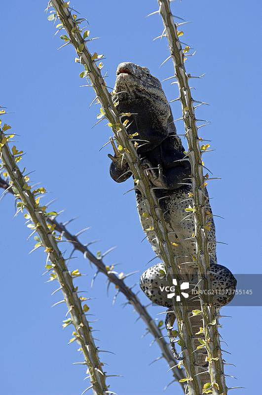 索诺拉刺尾鬣蜥在章鱼仙人掌上晒太阳图片素材