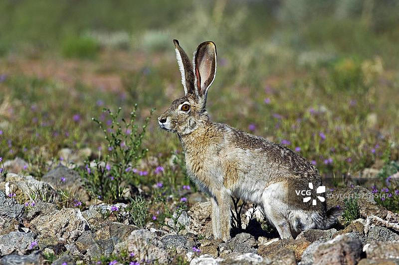 黑尾兔，原产于美国西部和墨西哥图片素材