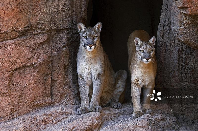 两只美洲狮（ Felis concolor ）在洞穴入口处图片素材