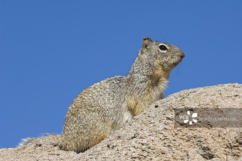 岩松鼠图片素材