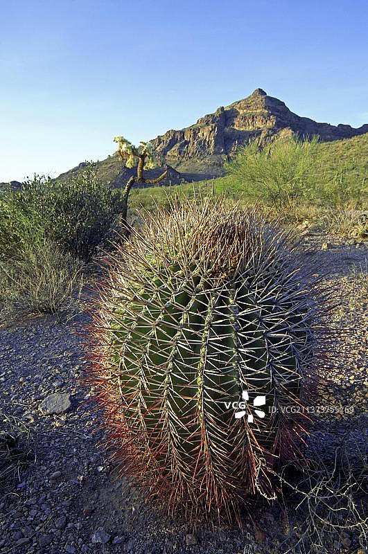 奥甘派普仙人掌国家纪念碑的鱼钩桶形仙人掌，亚利桑那州，美国，北美洲图片素材