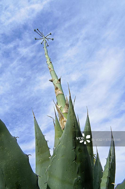 帕里龙舌兰图片素材