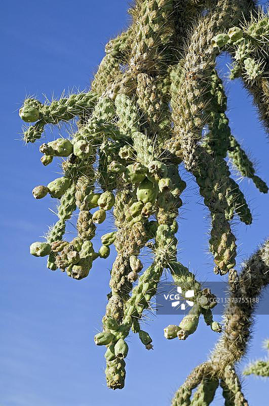 挂链仙人柱（Cylindropuntia fulgida）的绿色果实特写图片素材