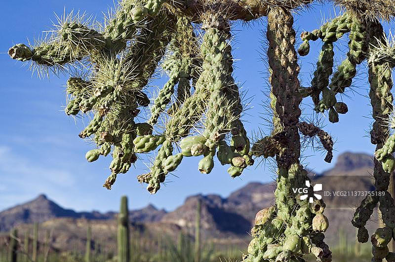挂链仙人柱（Cylindropuntia fulgida）的绿色果实特写图片素材