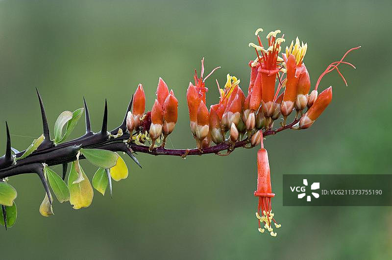ocotillo植物、coachwhip植物(Fouquieria Splendens)、蜡烛树(Fouquieria Spinosa)红色花朵的特写,原产于索诺兰和奇瓦瓦沙漠图片素材