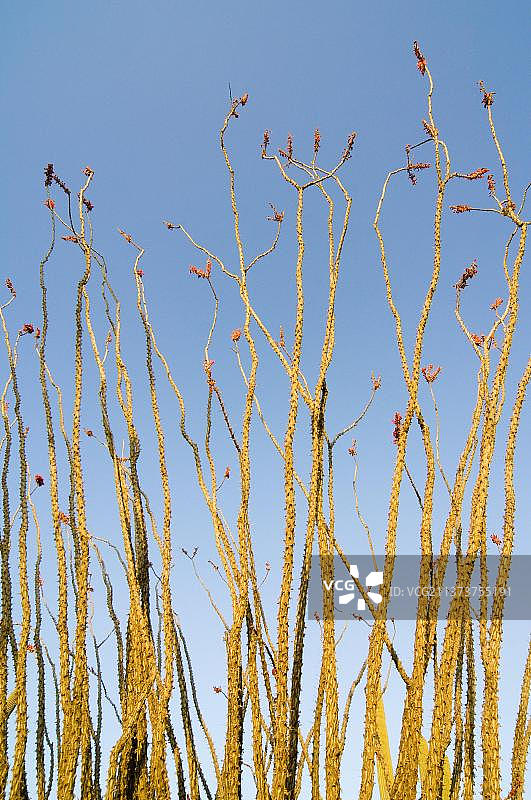 索诺拉和奇瓦瓦沙漠开花的火焰木图片素材