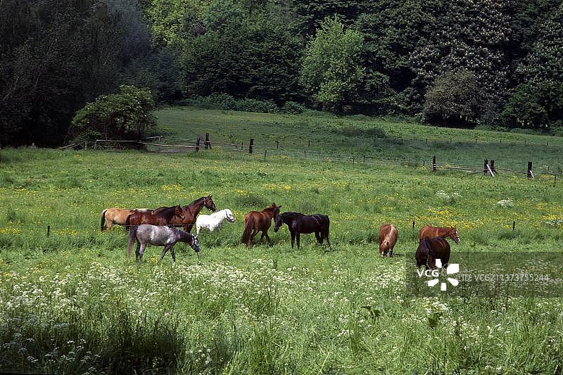 德国北莱茵-威斯特法伦州贝吉施斯地区牧场上的马图片素材