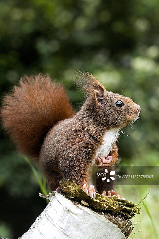 诺曼底成年红松鼠图片素材