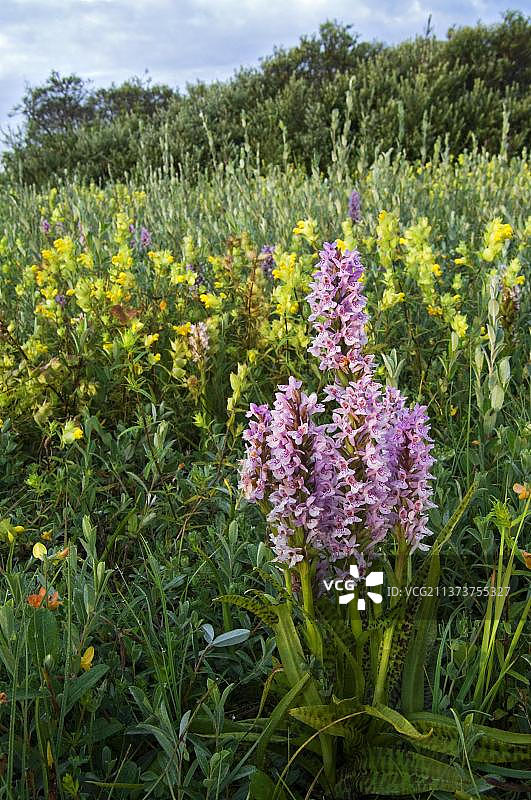 草甸中常见的斑点兰花图片素材