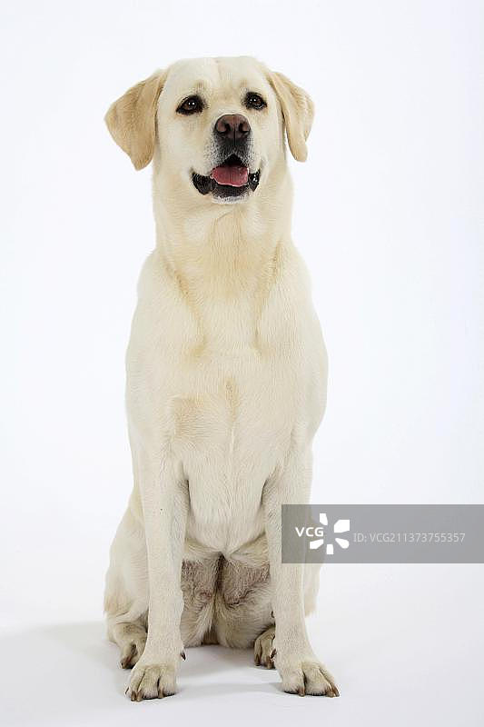 拉布拉多寻回犬,图片素材