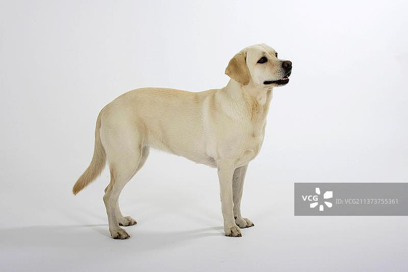 拉布拉多寻回犬侧面照图片素材