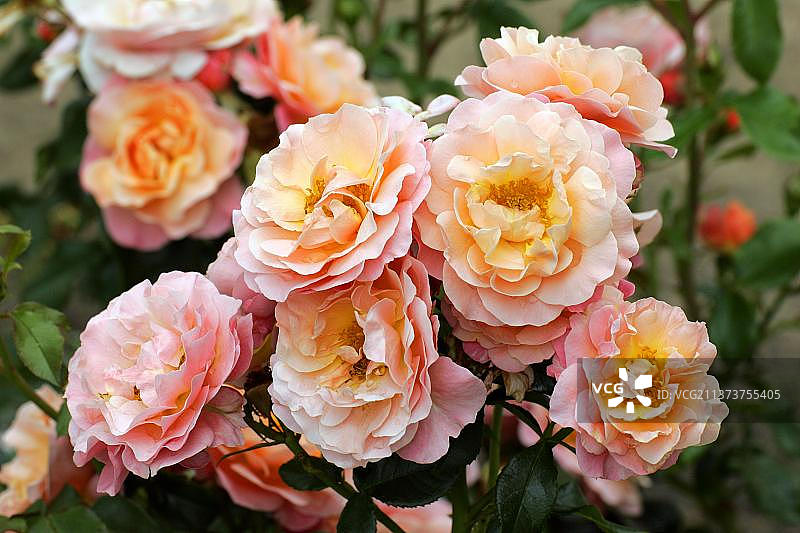 居里夫人玫瑰图片素材