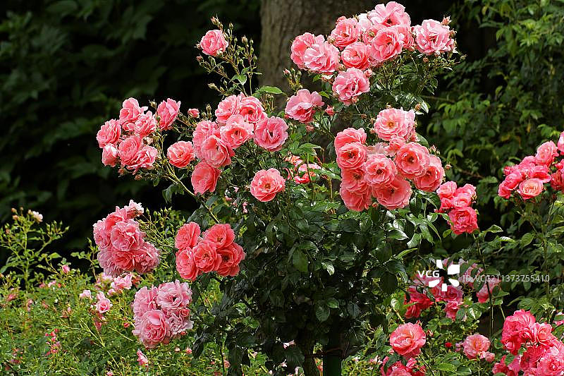 灌木玫瑰(Rosa)“粉色Traumland”图片素材