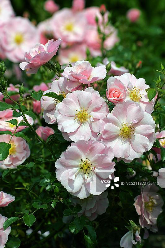 “女王母亲”玫瑰（蔷薇属）图片素材