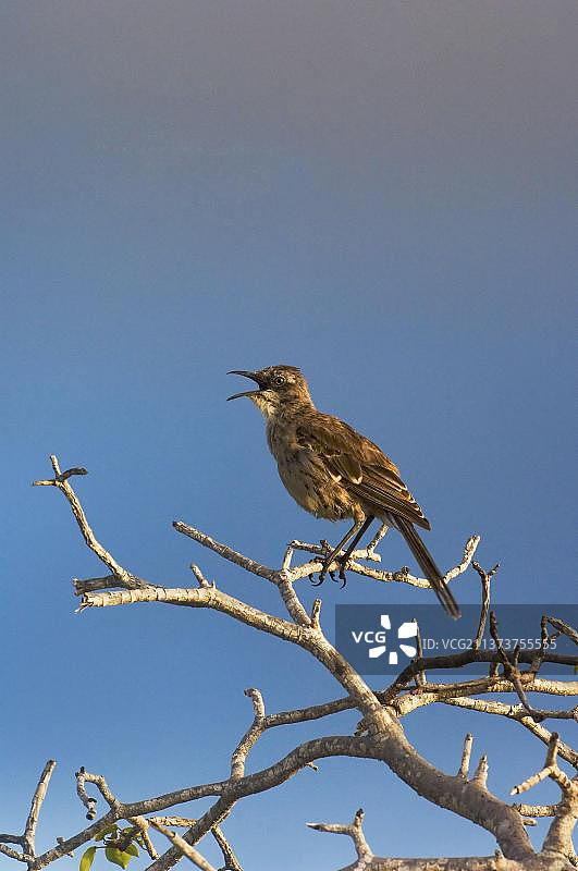 圣克里斯托瓦尔嘲鸫，厄瓜多尔加拉帕戈斯群岛圣克里斯托瓦尔岛图片素材