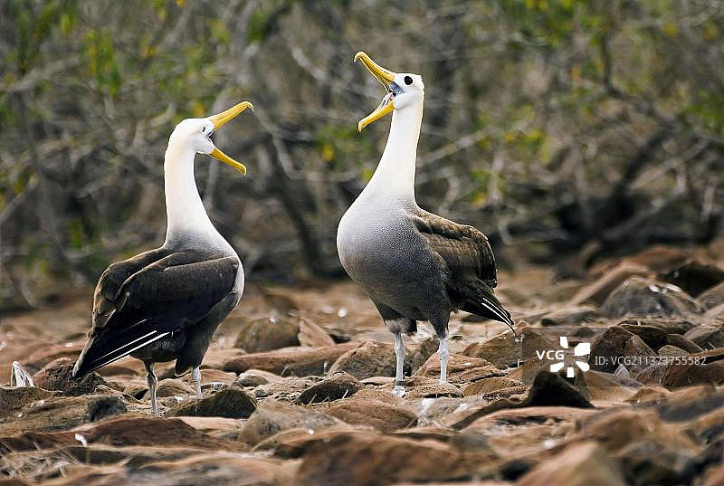 волнистый Albatross, пара, 求偶, Эспаньола Island, Галапагосские острова, Эквадор图片素材