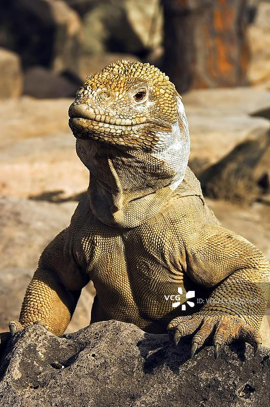 南美洲厄瓜多尔加拉帕戈斯群岛圣达菲岛圣达菲陆鬣蜥图片素材