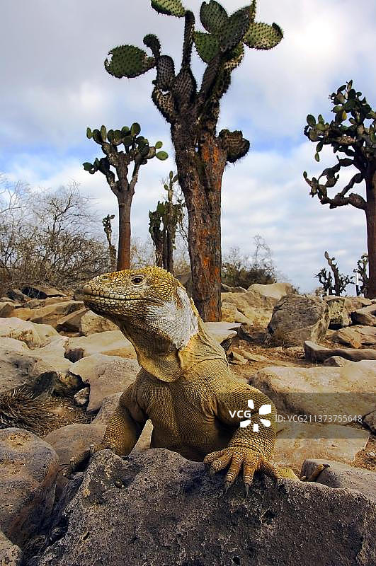 南美洲厄瓜多尔加拉帕戈斯群岛圣达菲岛圣达菲陆鬣蜥图片素材