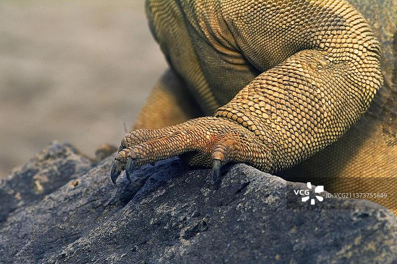 圣塔菲陆鬣蜥，足部，圣塔菲岛，加拉帕戈斯群岛，厄瓜多尔，南美洲图片素材