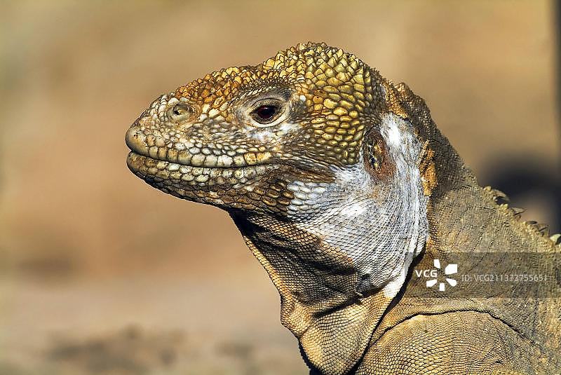 圣菲岛陆鬣（钝鼻陆鬣），厄瓜多尔加拉帕戈斯群岛，南美洲图片素材