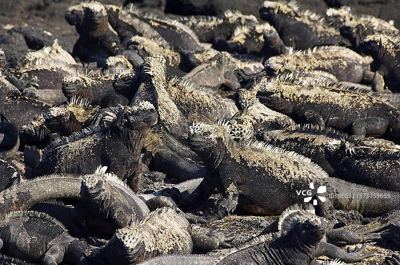 加拉帕戈斯海鬣蜥，位于厄瓜多尔费尔南迪纳岛图片素材