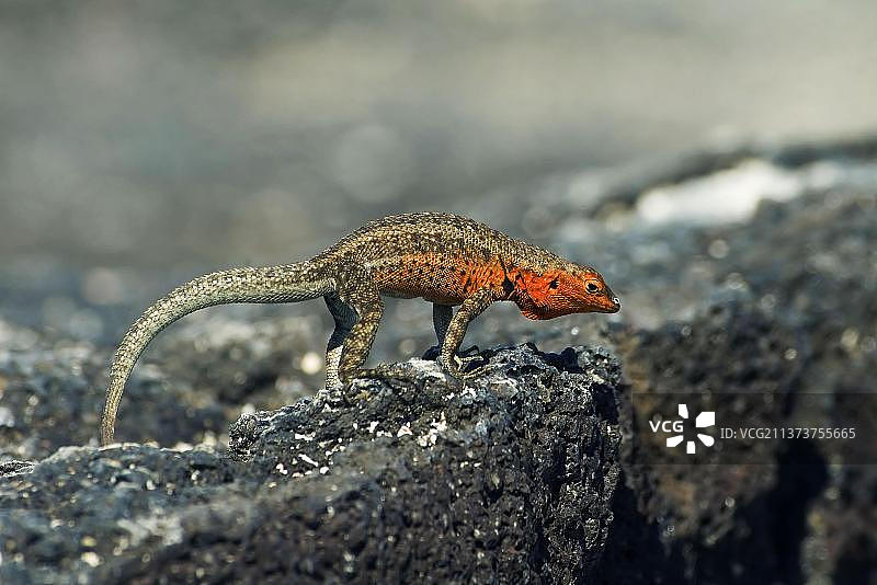 加拉帕戈斯群岛费尔南迪纳岛上的熔岩蜥蜴图片素材