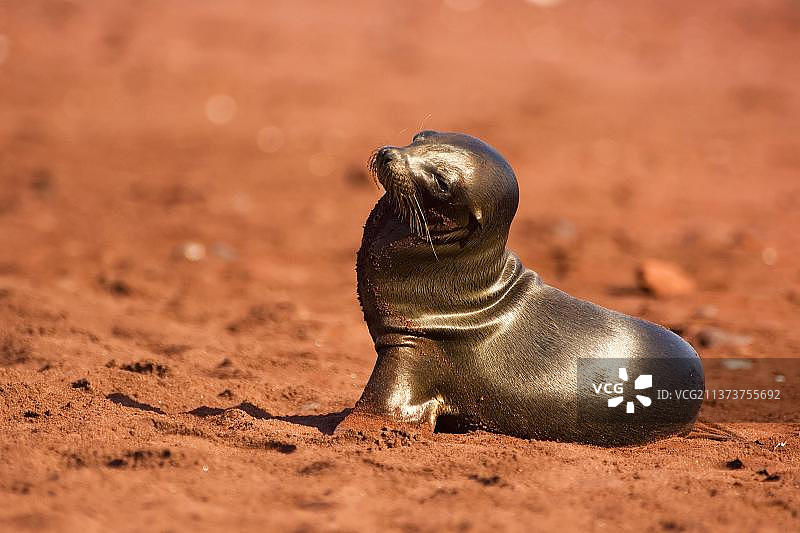 加拉帕戈斯海狮幼崽，拉比达岛，加拉帕戈斯群岛，厄瓜多尔图片素材