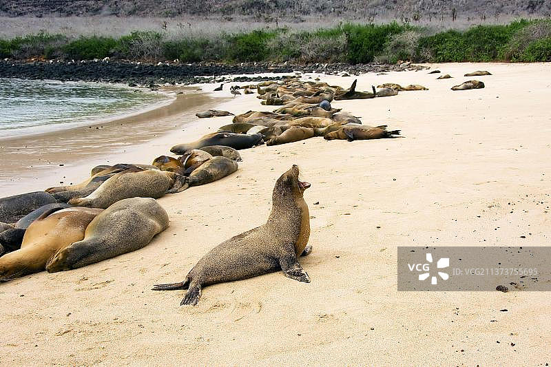 加拉帕戈斯群岛圣达菲岛的海狮图片素材