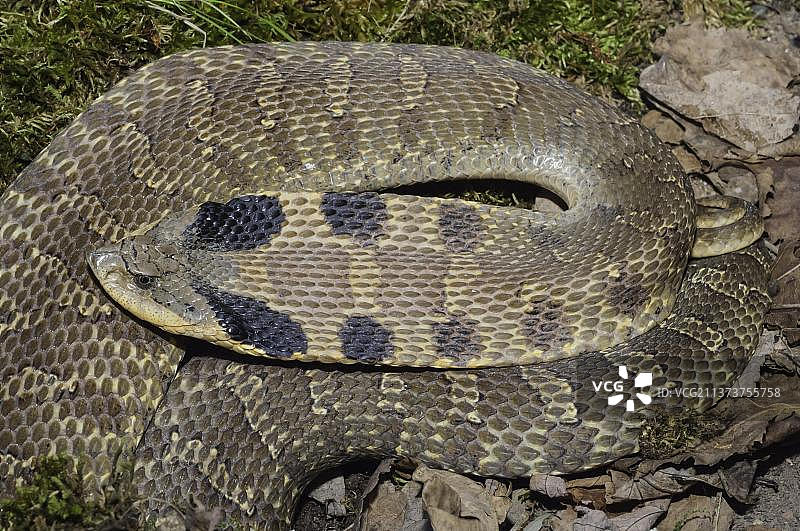 东部猪鼻蛇图片素材