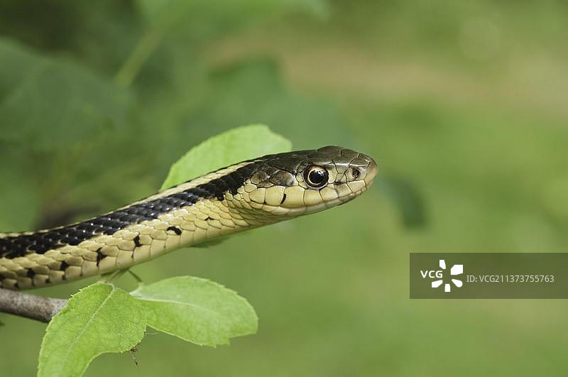 北美东部束带蛇图片素材