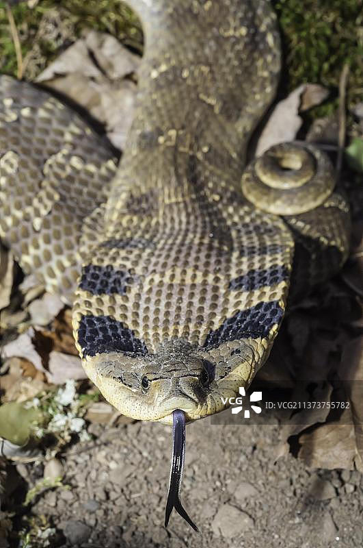 东部猪鼻蛇图片素材