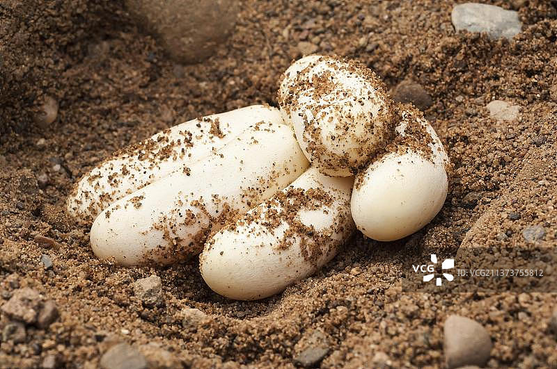 东部乳蛇及蛇蛋图片素材