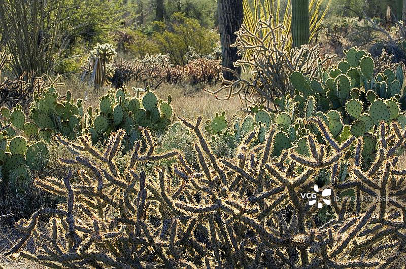 索诺拉沙漠中的鹿角仙人柱、天使仙人掌和其他仙人掌，美国亚利桑那州图片素材