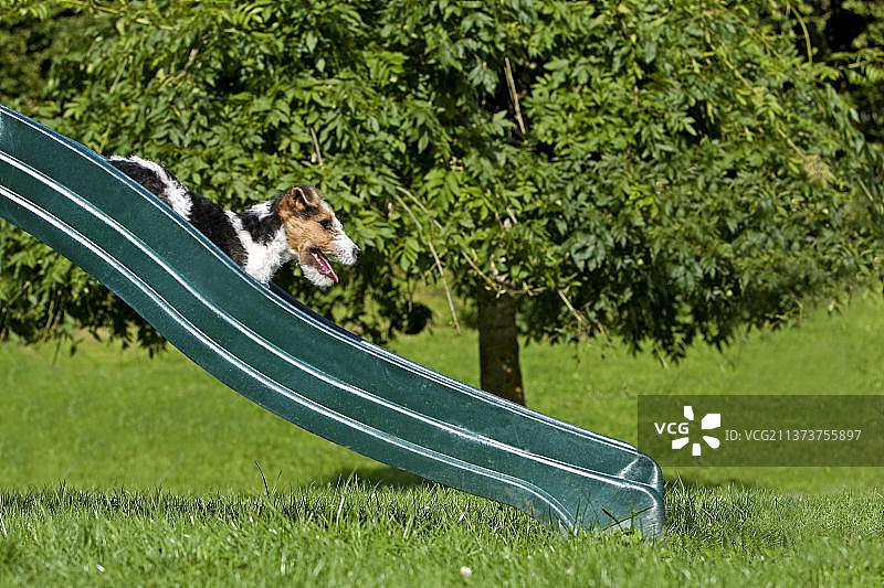 刚毛猎狐梗：小狗滑下滑梯图片素材